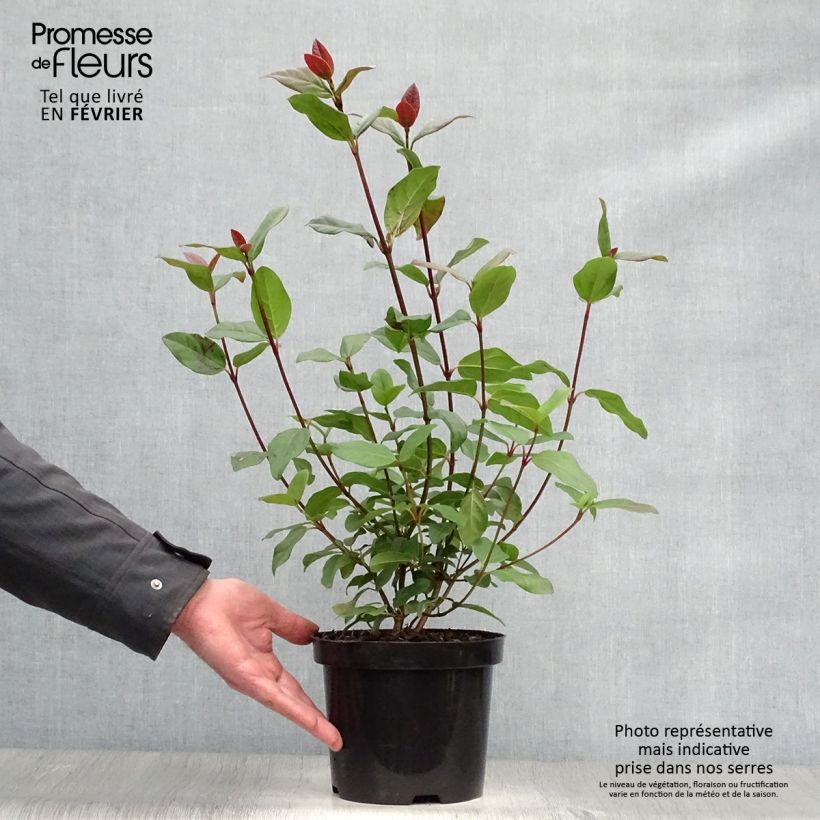 Viburnum tinus Purpureum - Viorne tin, Laurier tin  Pot de 2L/3L Ejemplar entregado en invierno