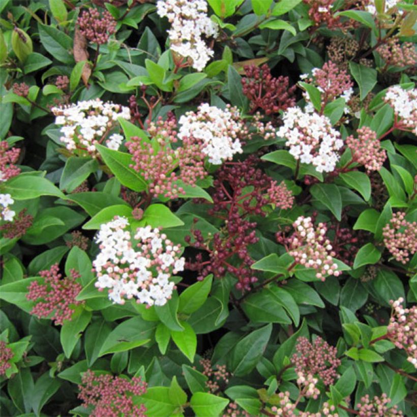 Viburnum tinus Spirit - Durillo (Floración)