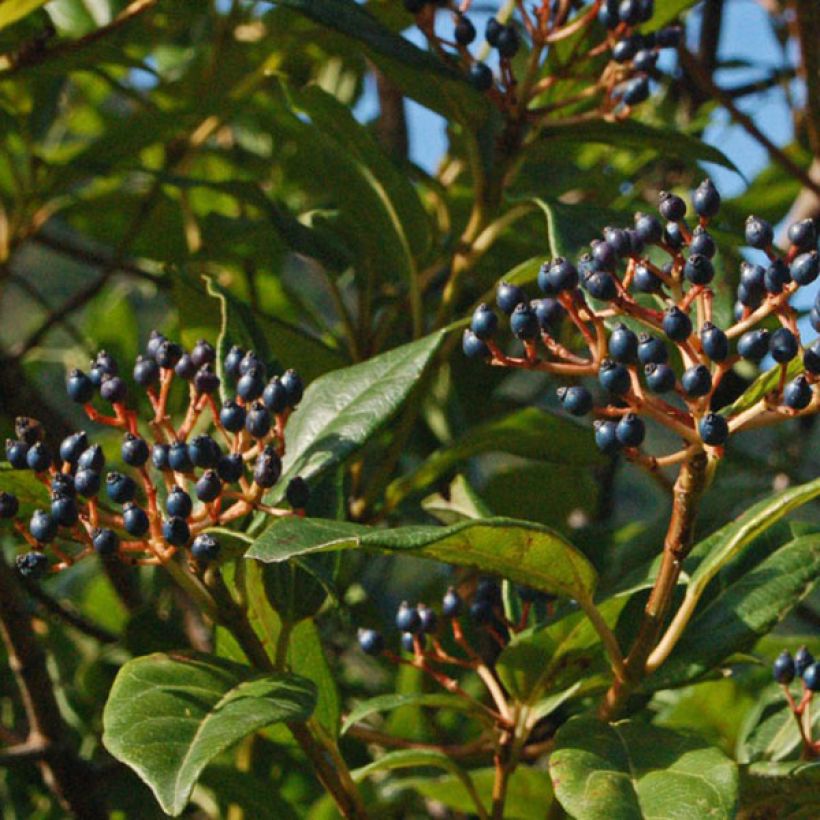 Viburnum tinus Spirit - Durillo (Cosecha)