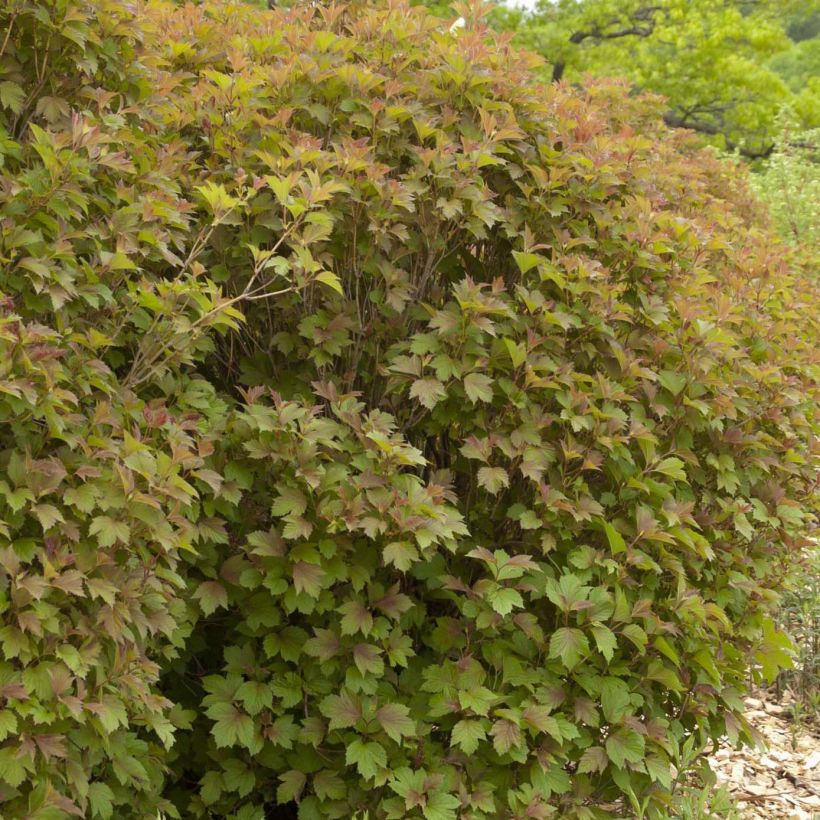 Viburnum trilobum Bailey Compact - Viburno (Porte)