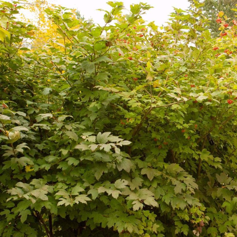 Viburnum trilobum Wentworth - Viburno (Porte)