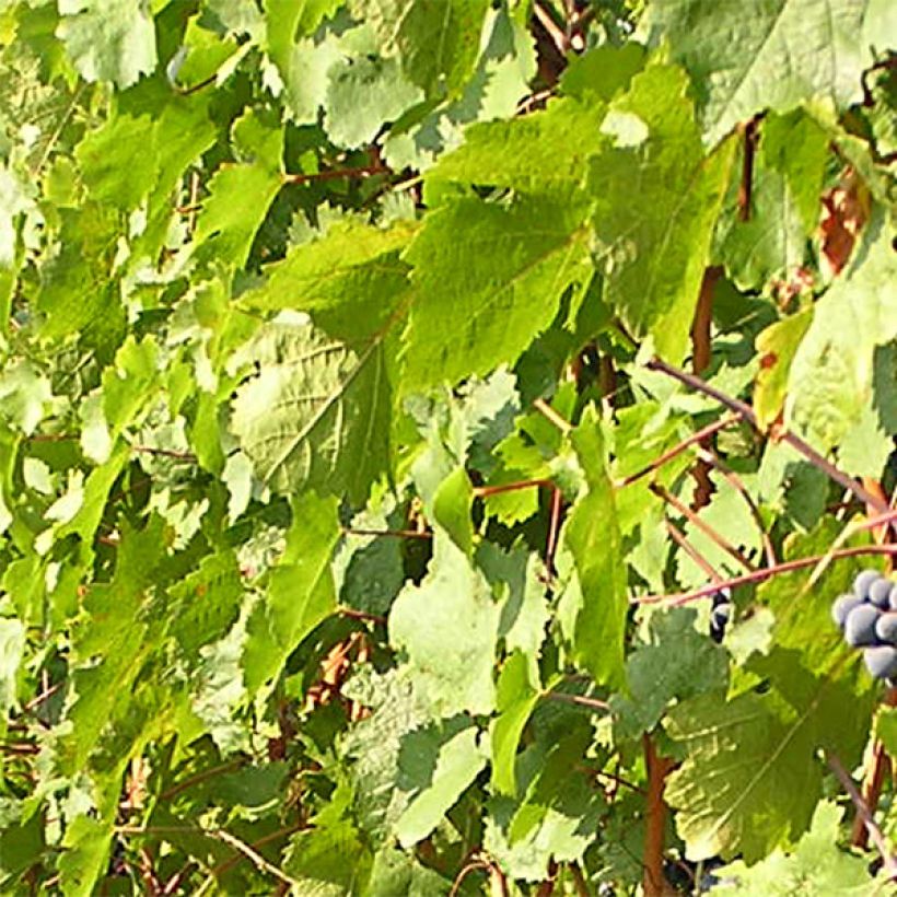 Vid Cabernet Franc (Follaje)