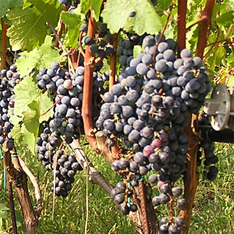 Vid Cabernet Franc (Cosecha)