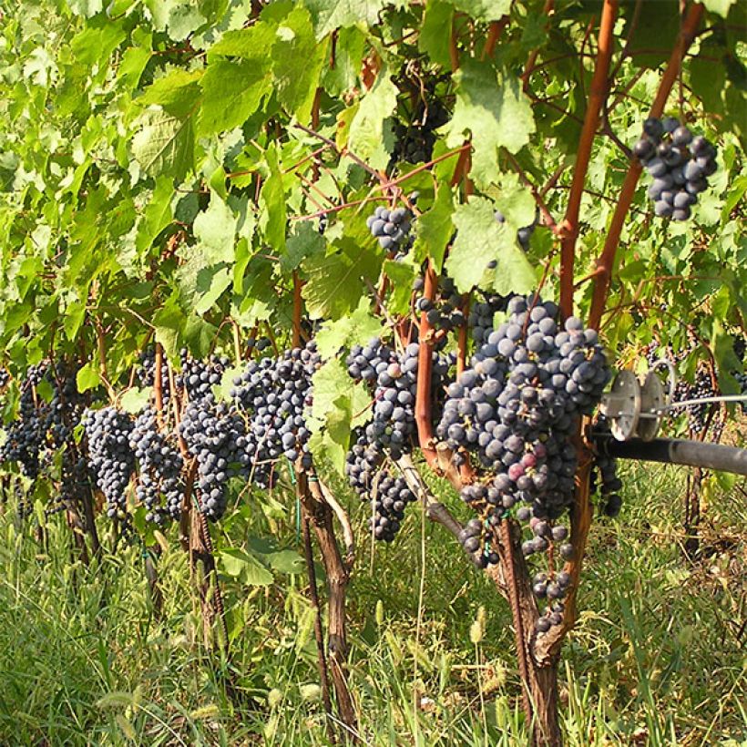 Vid Cabernet Franc (Porte)