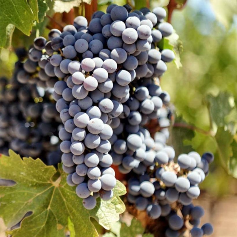 Vid Cabernet Sauvignon (Cosecha)