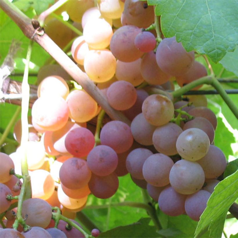 Vid Chasselas rose (Cosecha)