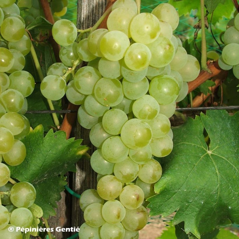 Vid Muscat Blanc à Petits Grains (Cosecha)