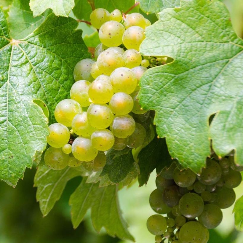 Vid Riesling (Cosecha)