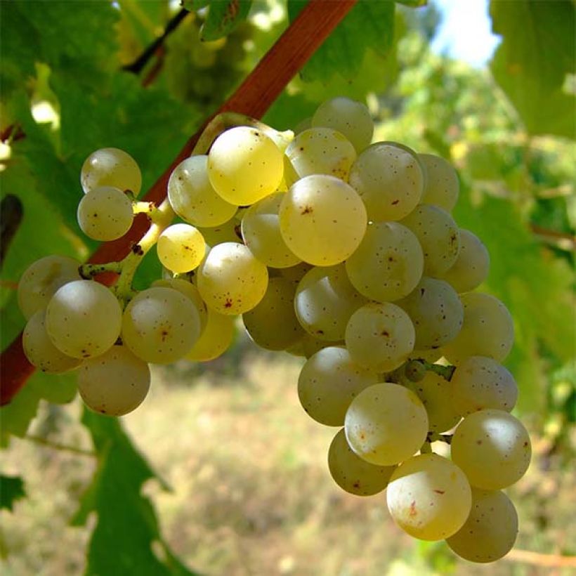 Vid Sauvignon Blanc (Cosecha)