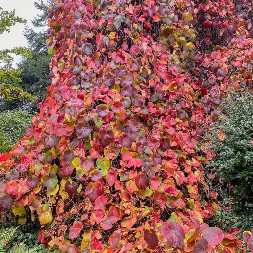 Vitis coignetiae Sunning Dale - Viña ornamental (Porte)