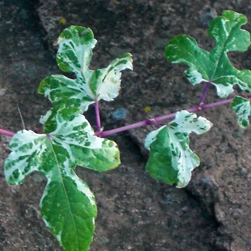 Ampelopsis brevipedunculata Elegans - Bayas de porcelana (Follaje)