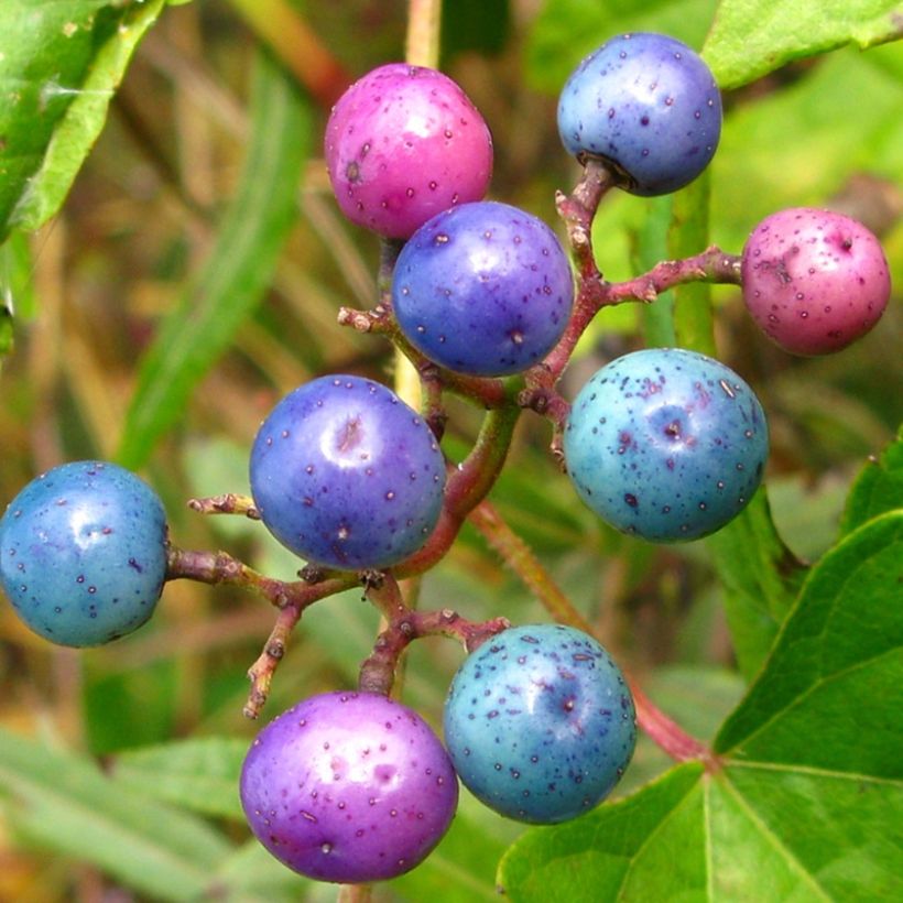 Ampelopsis brevipedunculata Elegans - Bayas de porcelana (Cosecha)