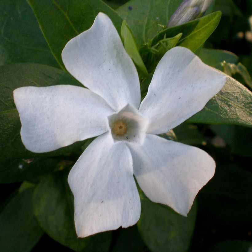 Vinca difformis - Alcandorea (Floración)