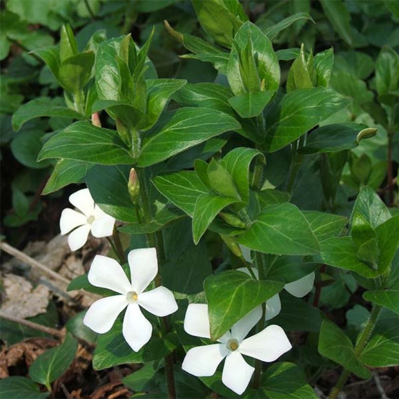 Vinca major Alba - Hierba doncella (Floración)