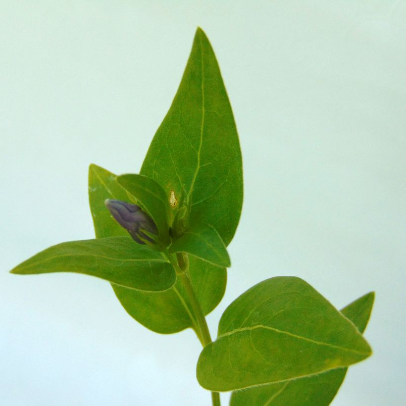 Vinca major - Hierba doncella (Follaje)