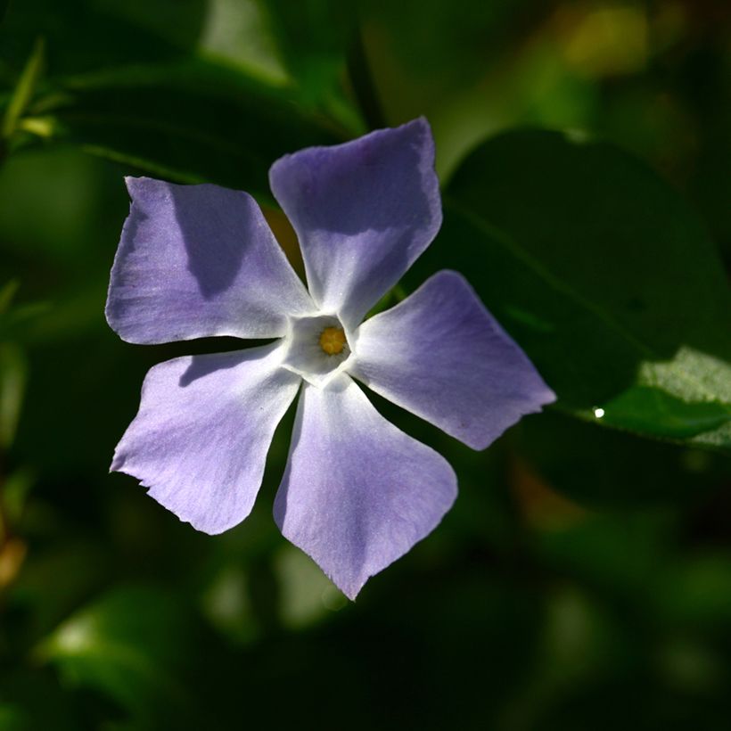 Vinca major - Hierba doncella (Floración)