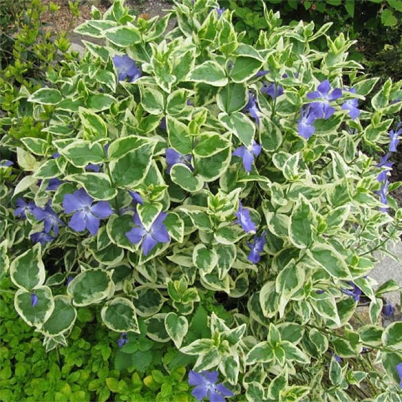 Vinca major Variegata - Hierba doncella (Porte)