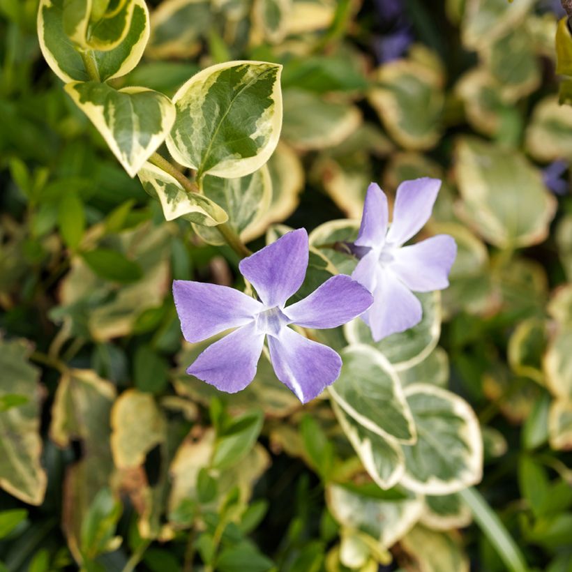 Vinca major Variegata - Hierba doncella (Floración)