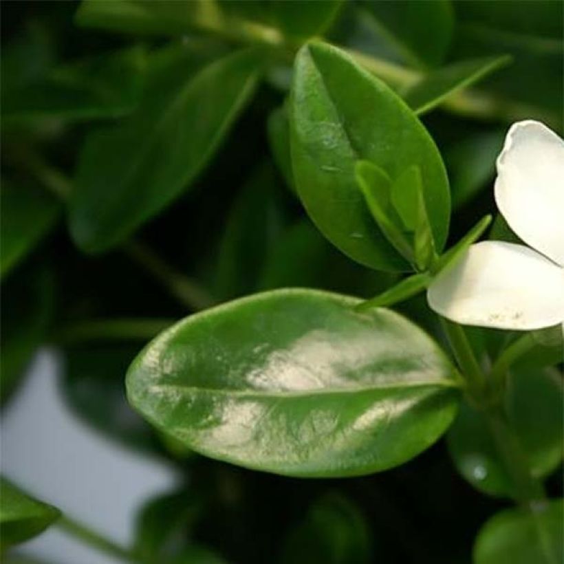 Vinca minor Alba (Follaje)