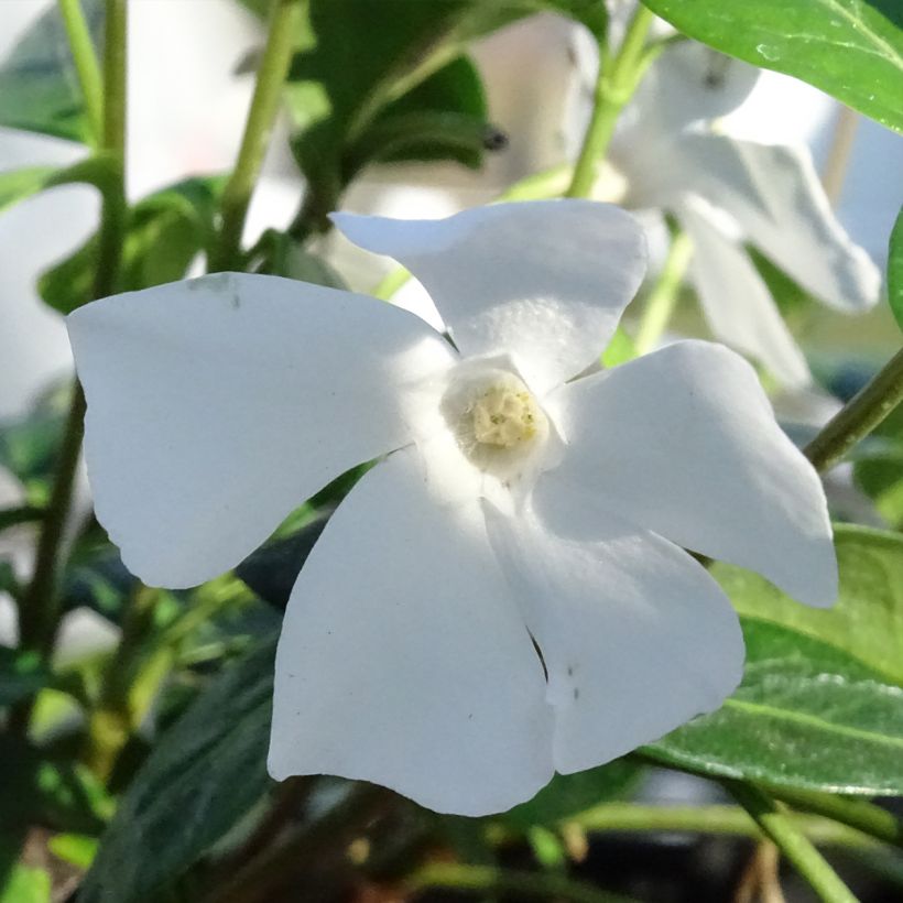 Vinca minor Alba (Floración)