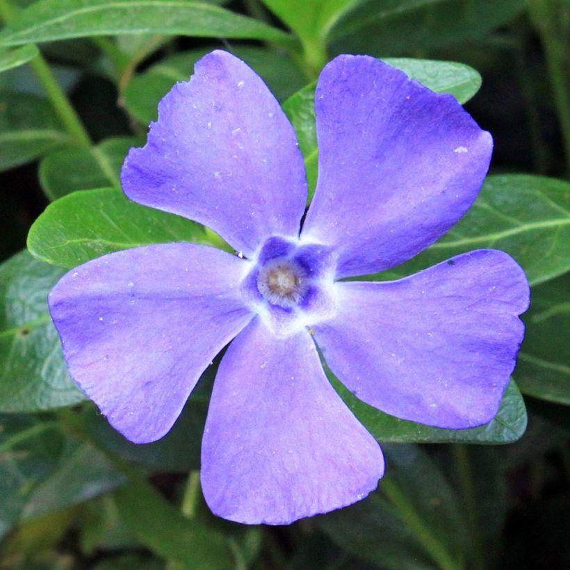 Vinca minor Anna (Floración)