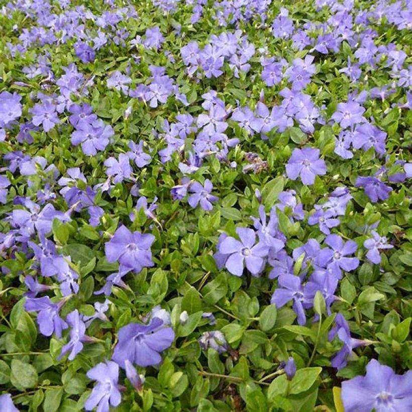 Vinca minor Anna (Porte)