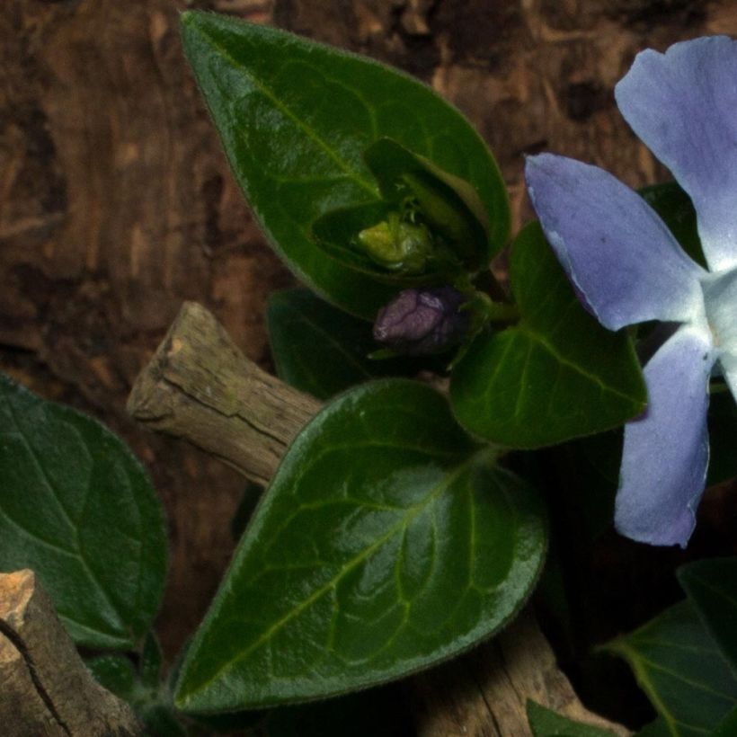 Vinca minor Anna (Follaje)