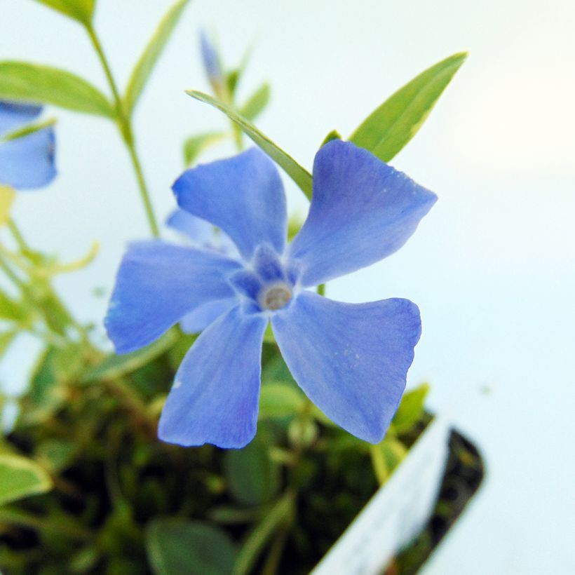 Vinca minor Argenteovariegata (Follaje)