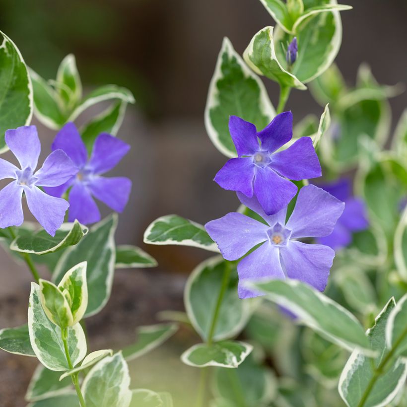 Vinca minor Argenteovariegata (Floración)