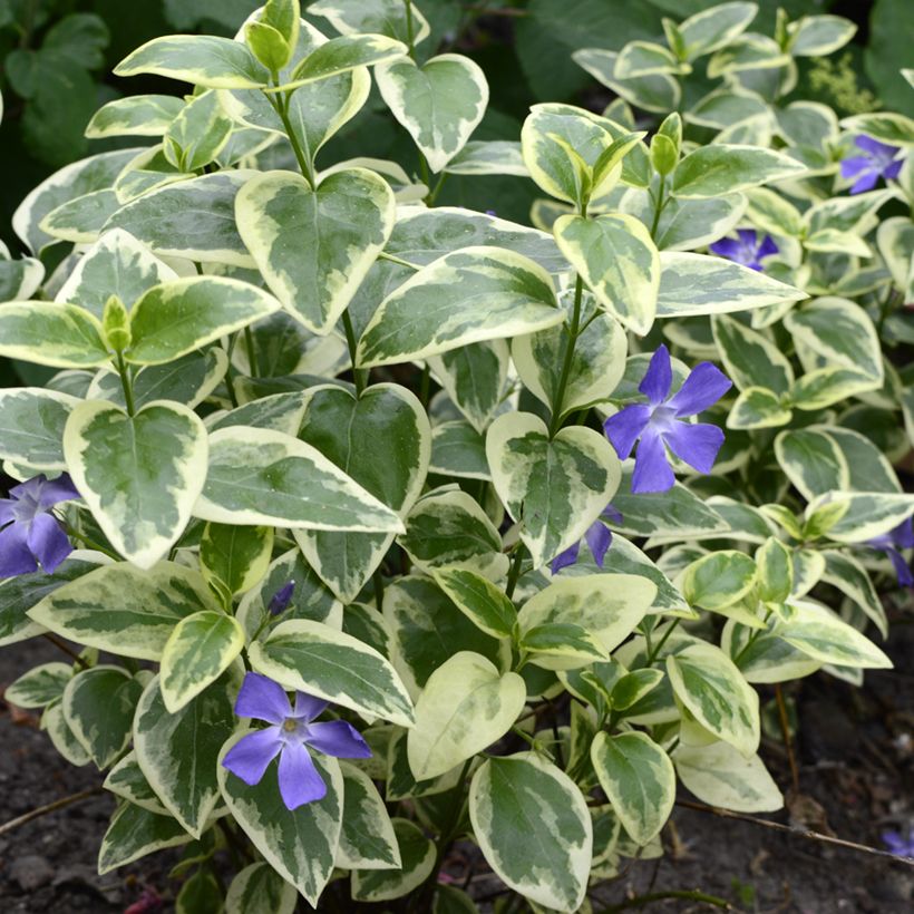 Vinca minor Argenteovariegata (Porte)