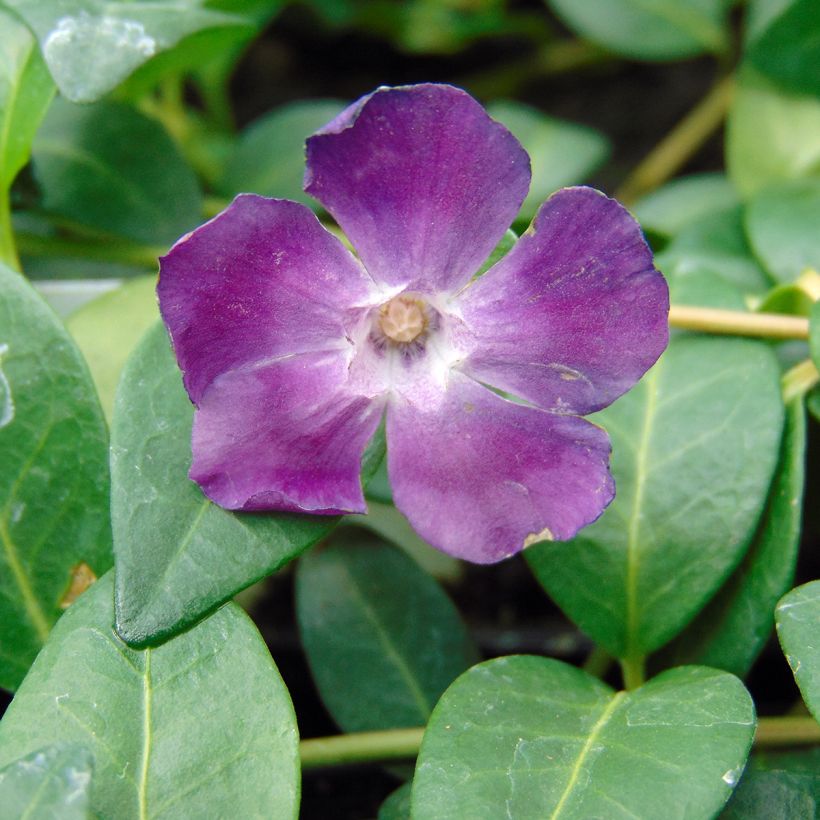 Vinca minor Atropurpurea (Floración)