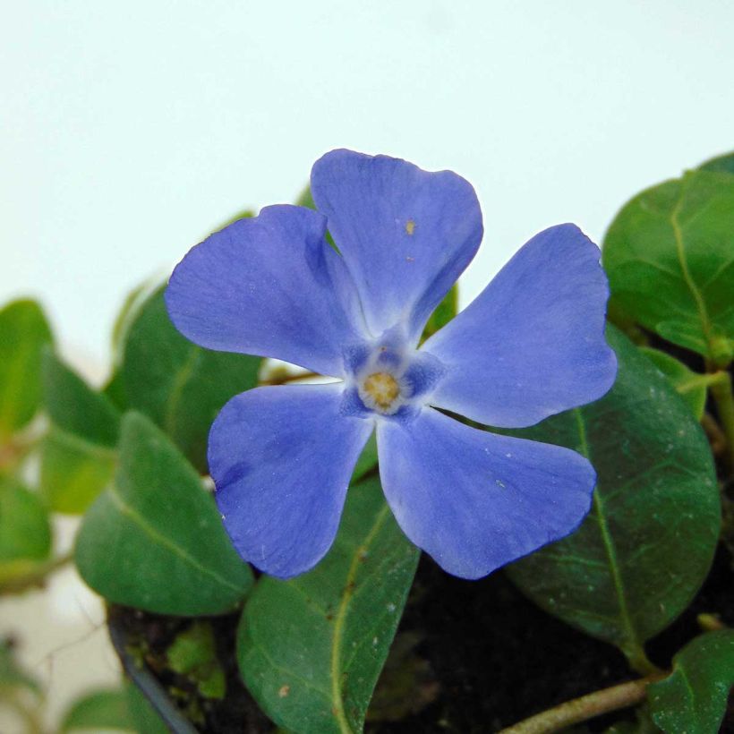 Vinca minor Flower Power (Floración)