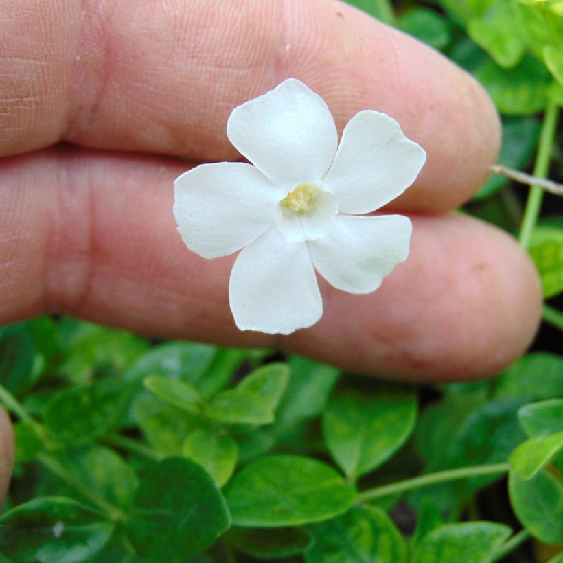 Vinca minor Gertrude Jekyll (Floración)