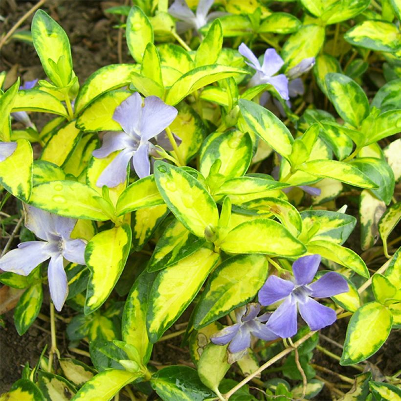 Vinca minor Illumination (Follaje)