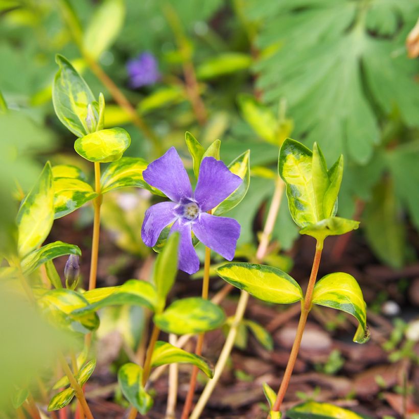 Vinca minor Illumination (Floración)