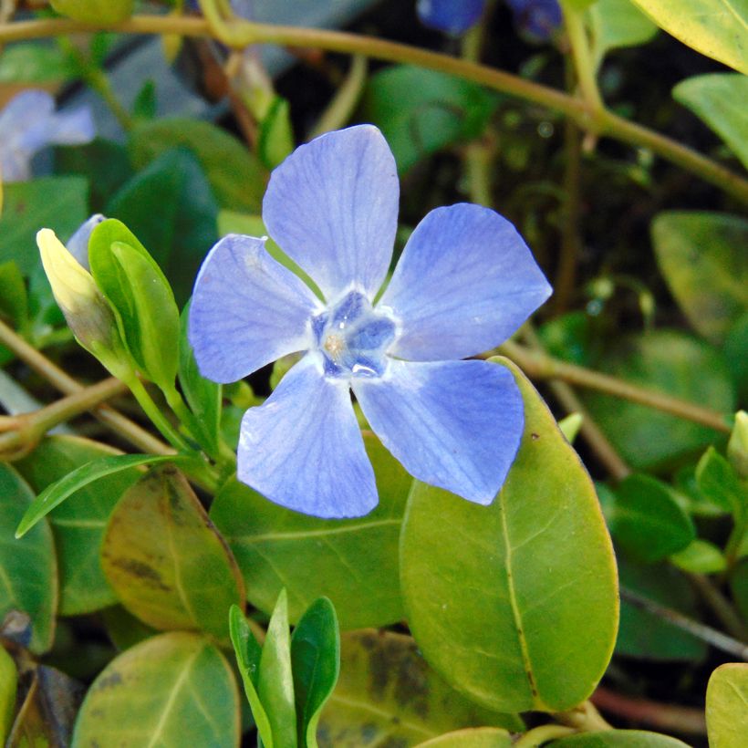 Vinca minor Marie (Floración)