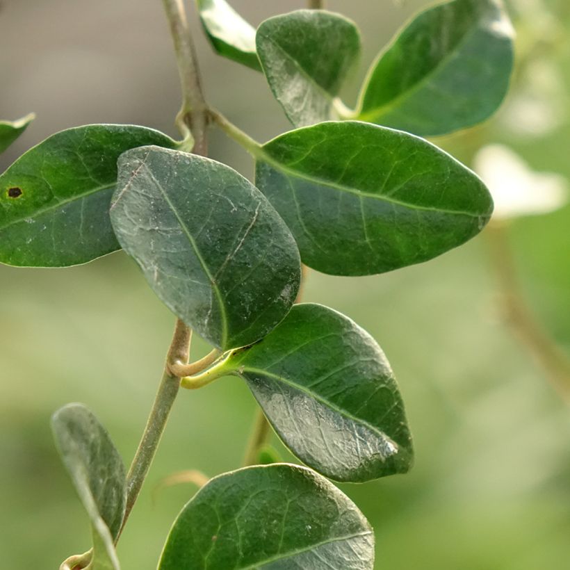 Vinca minor Valentin (Follaje)