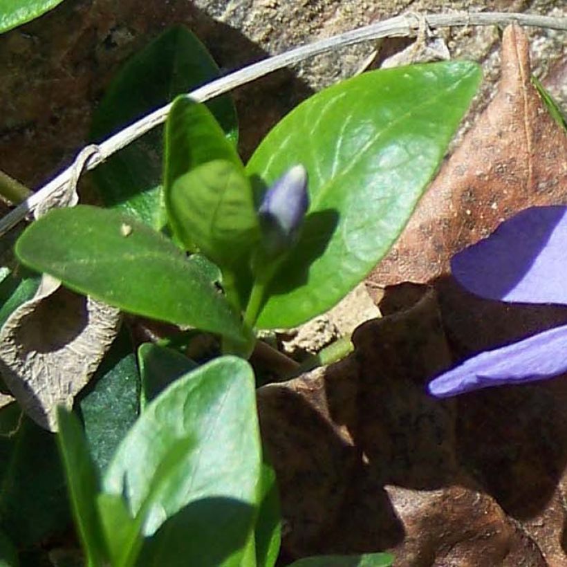 Vinca minor (Follaje)