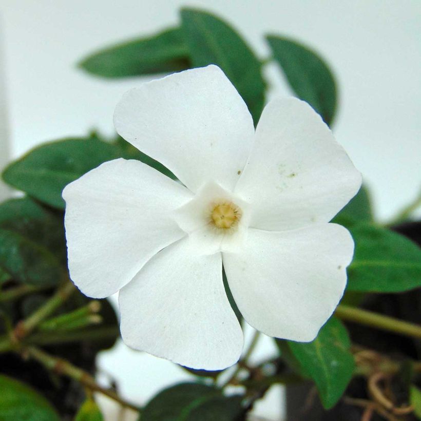 Vinca minor White Power (Floración)