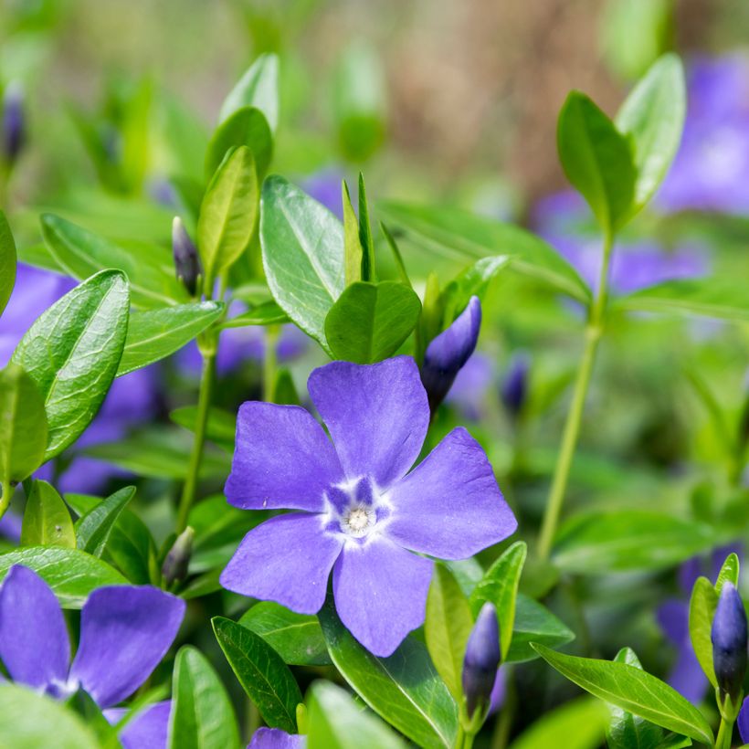 Vinca minor (Floración)