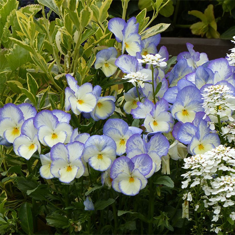 Viola hybrida Blue Moon - Violeta hibrida (Floración)