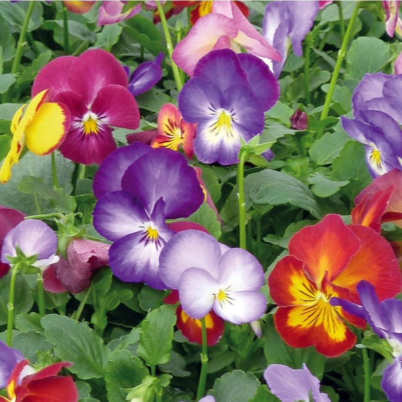 Viola Ultima Radiance F1 Mix - Violeta (Floración)