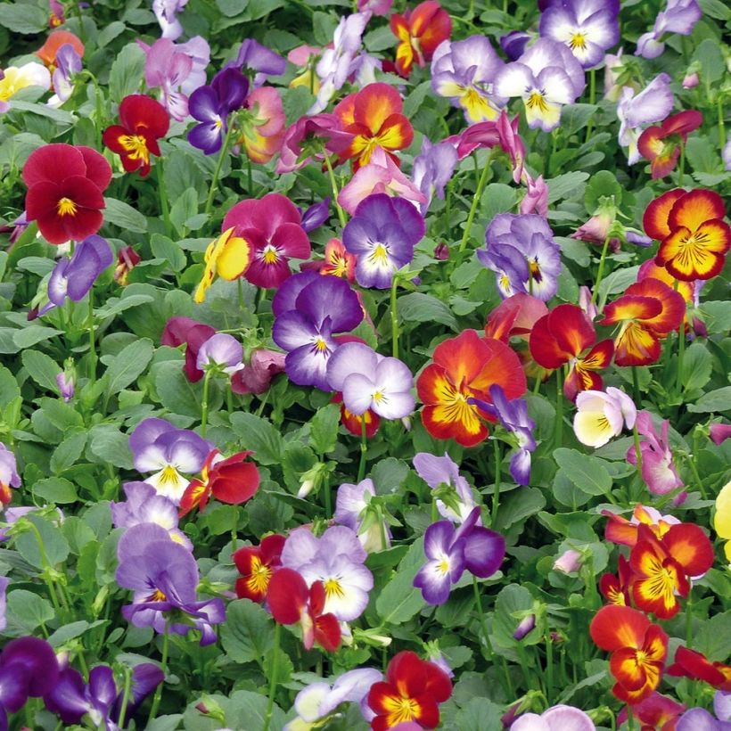 Viola Ultima Radiance F1 Mix - Violeta (Porte)