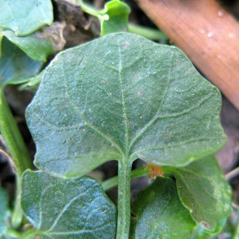 Viola hederacea - Violeta australiana (Follaje)