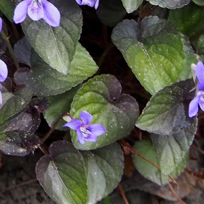 Viola riviniana var. purpurea (Follaje)