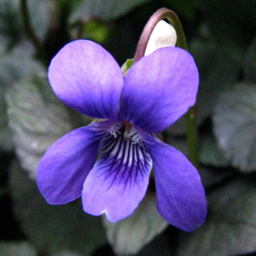 Viola riviniana var. purpurea (Floración)