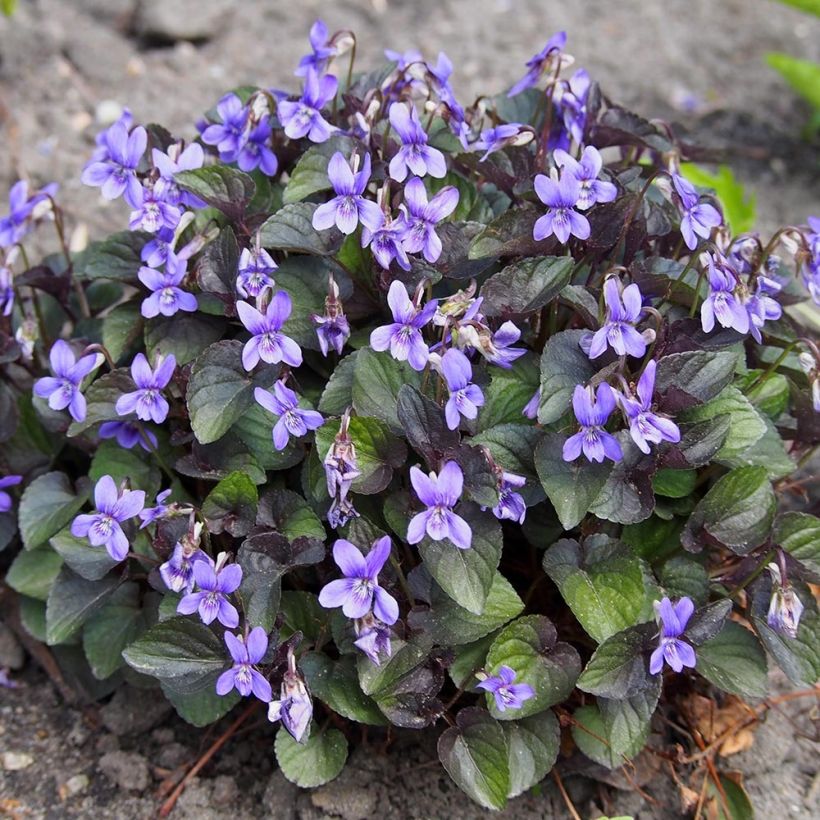 Viola riviniana var. purpurea (Porte)