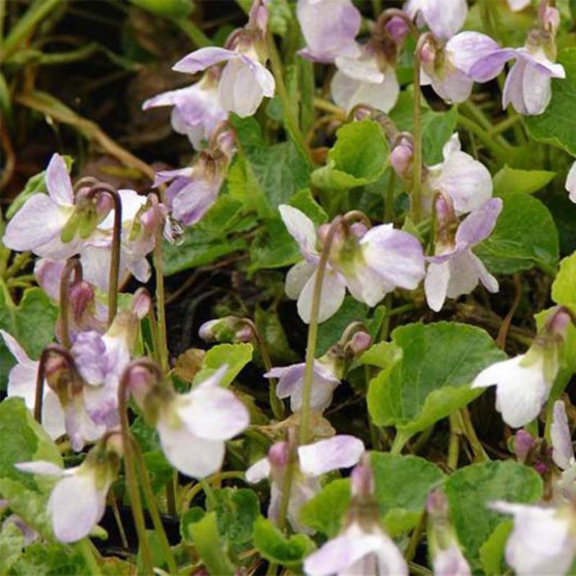 Viola odorata Mrs R Barton - Violeta (Floración)