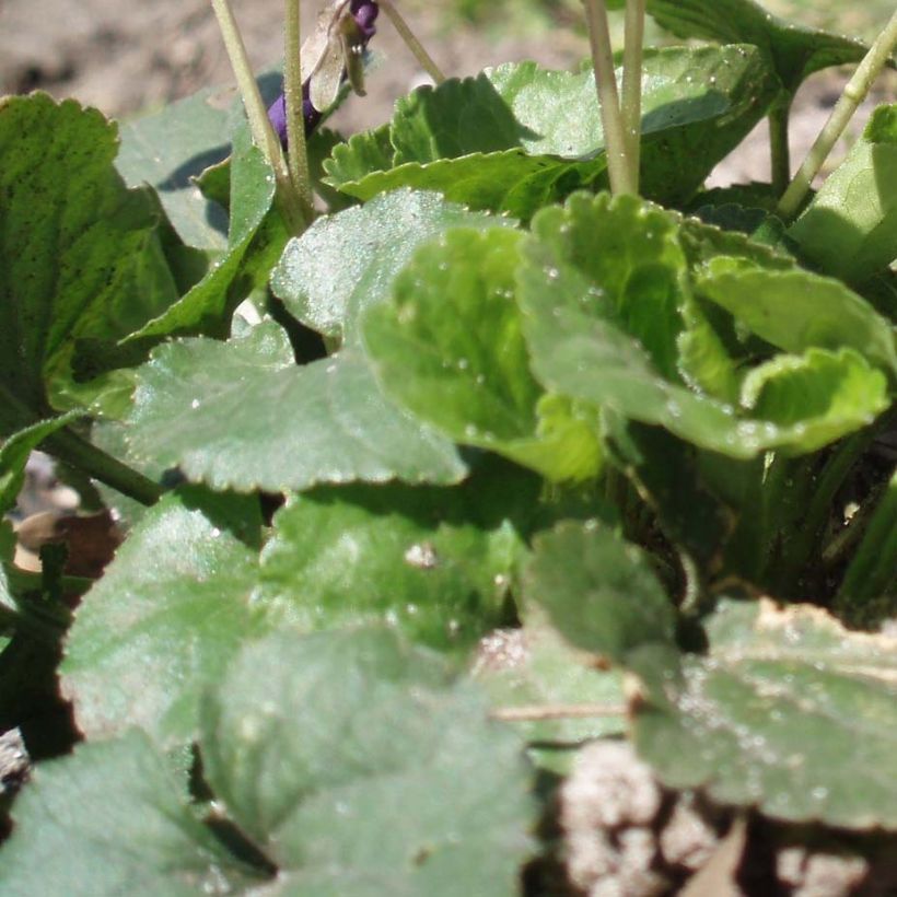 Viola odorata Plena - Violeta (Follaje)