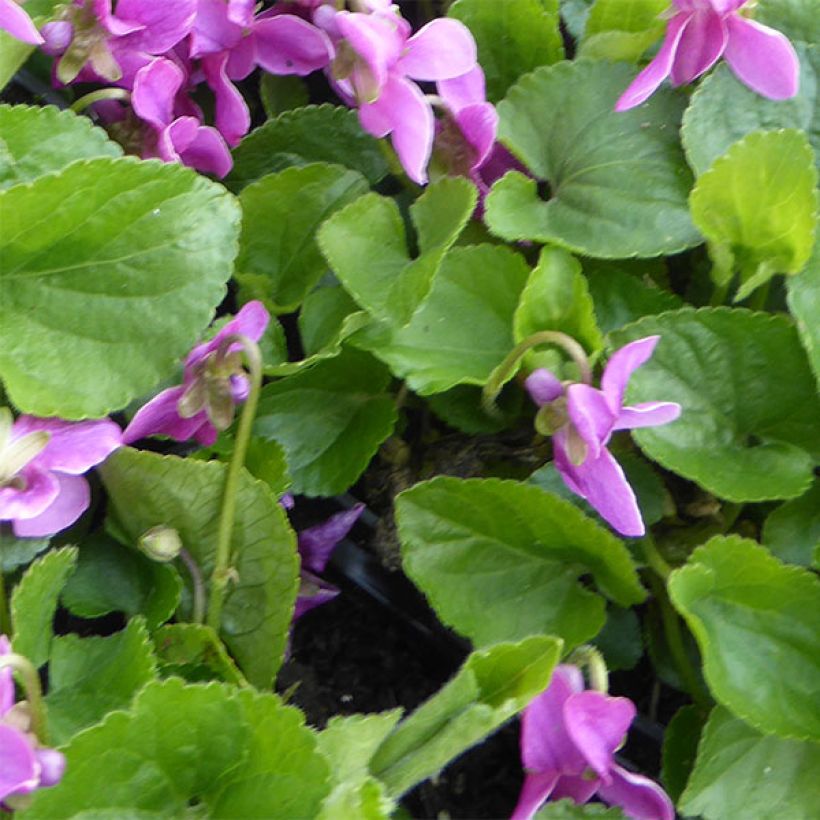 Viola odorata Red Charm - Violeta (Follaje)